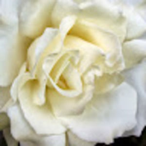 Meet your Posher, Cher